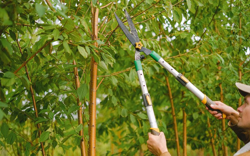 Tree trimming in Garryowen, MT